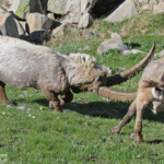 Bouquetins des Alpes, Col de l'Encombrette, juin 2016