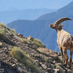 Bouquetin des Alpes, Col de l'Encombrette, juin 2016