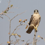 Faucon lanier, Etosha, Namibie 2015