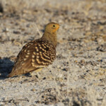 Ganga namaqua, Etosha