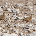 Ganga de Burchell, Etosha