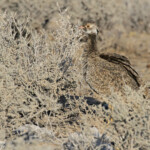 Outarde à miroir, Etosha