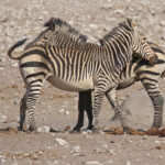 Zèbre de Hartmann, Etosha