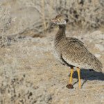 Outarde à miroir, Etosha