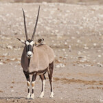 Oryx, Etosha