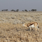 Springbok, Etosha
