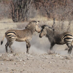 Zèbre de Hartmann, Etosha