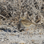 Pipit africain, Etosha