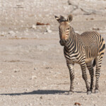 Zèbre de Hartmann, Etosha