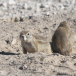 Écureuil terrestre, Etosha