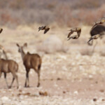 Ganga Namaqua, Etosha