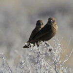 Traquet fourmilier, Etosha