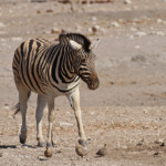 Zèbre de plaine, Etosha