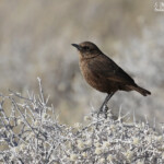 Traquet fourmilier, Etosha