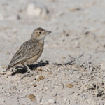 Alouette éperonnée, Etosha