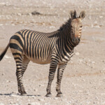 Zèbre de Hartmann, Etosha