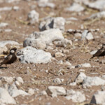 Moinelette à dos gris, Etosha