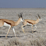 Springbok, Etosha