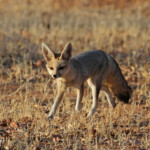 Renard du Cap, Etosha