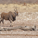 Eland du Cap, Etosha