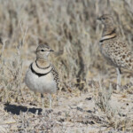 Courvite à double bande, Etosha