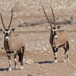 Oryx, Etosha