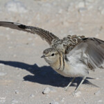 Courvite à double bande, Etosha