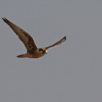 Faucon lanier, Etosha, Namibie 2015