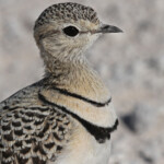 Courvite à double bande, Etosha