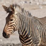 Zèbre de Hartmann, Etosha