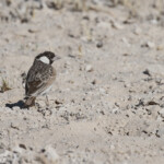 Moinelette à dos gris, Etosha