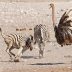 Zèbres de plaine et autruche, Etosha
