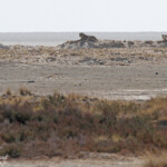 Lionnes, Etosha