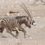 Zèbre de plaine et oryx, Etosha