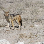 Chacal chabraque, Etosha