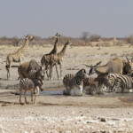 Rassemblement au point d'eau