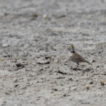 Alouette de Stark, Etosha