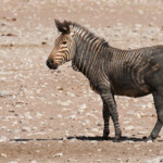 Zèbre de Hartmann, Etosha