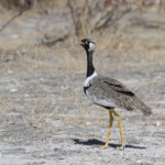 Outarde à miroir blanc, Etosha