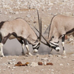 Oryx, Etosha