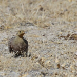 Ganga namaqua, Etosha