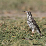 Merle litsitsirupa