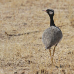 Outarde à miroir blanc, Etosha