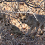 Renard du Cap, Etosha
