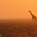Girafe, Etosha