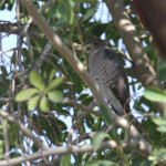 Autour de l'Ovambo, Okaukuejo