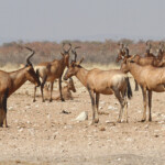 Groupe de bubales, Etosha