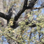 Autour de l'Ovambo, Okaukuejo