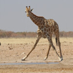Girafe, Etosha