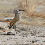 Agrobate du Kalahari, Etosha
